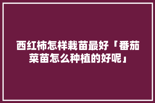 西红柿怎样栽苗最好「番茄菜苗怎么种植的好呢」 西红柿怎样栽苗最好「番茄菜苗怎么种植的好呢」 种植技巧