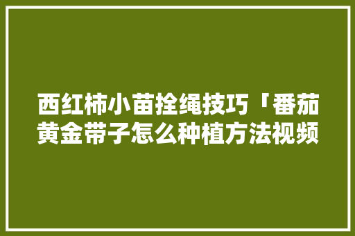 西红柿小苗拴绳技巧「番茄黄金带子怎么种植方法视频」