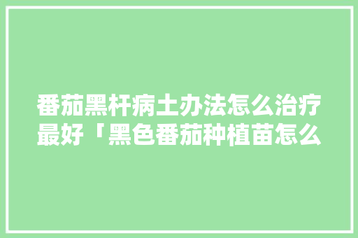 番茄黑杆病土办法怎么治疗最好「黑色番茄种植苗怎么种植的」 土壤施肥 番茄黑杆病土办法怎么治疗最好「黑色番茄种植苗怎么种植的」 番茄黑杆病土办法怎么治疗最好「黑色番茄种植苗怎么种植的」 土壤施肥