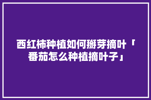 西红柿种植如何掰芽摘叶「番茄怎么种植摘叶子」 西红柿种植如何掰芽摘叶「番茄怎么种植摘叶子」 花朵知识