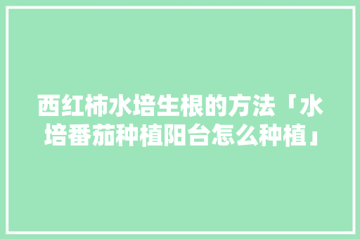 西红柿水培生根的方法「水培番茄种植阳台怎么种植」 番茄种植技巧 西红柿水培生根的方法「水培番茄种植阳台怎么种植」 西红柿水培生根的方法「水培番茄种植阳台怎么种植」 番茄种植技巧