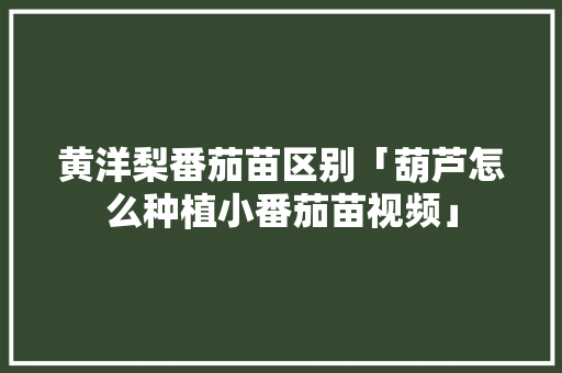 黄洋梨番茄苗区别「葫芦怎么种植小番茄苗视频」 黄洋梨番茄苗区别「葫芦怎么种植小番茄苗视频」 花朵知识