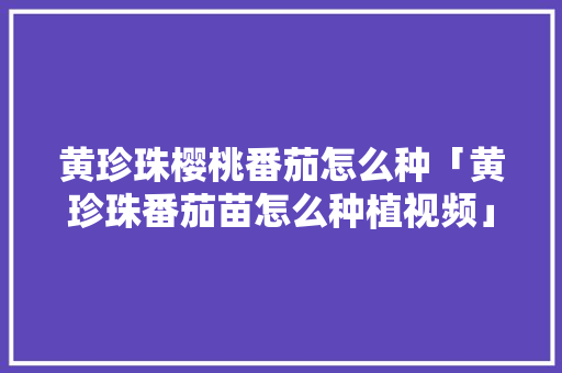 黄珍珠樱桃番茄怎么种「黄珍珠番茄苗怎么种植视频」 黄珍珠樱桃番茄怎么种「黄珍珠番茄苗怎么种植视频」 种植技巧