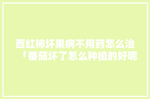 西红柿坏果病不用药怎么治「番茄坏了怎么种植的好呢」 西红柿坏果病不用药怎么治「番茄坏了怎么种植的好呢」 番茄病虫害防治