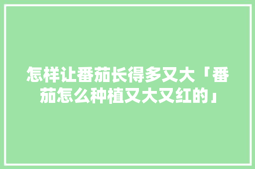 怎样让番茄长得多又大「番茄怎么种植又大又红的」 怎样让番茄长得多又大「番茄怎么种植又大又红的」 农业常识