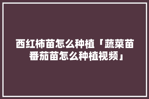 西红柿苗怎么种植「蔬菜苗 番茄苗怎么种植视频」 西红柿苗怎么种植「蔬菜苗 番茄苗怎么种植视频」 农业常识