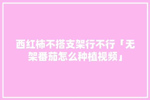 西红柿不搭支架行不行「无架番茄怎么种植视频」 西红柿不搭支架行不行「无架番茄怎么种植视频」 农业常识