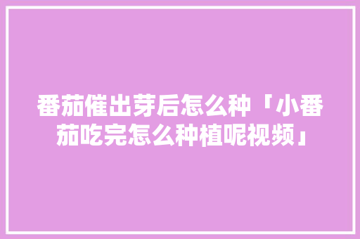 番茄催出芽后怎么种「小番茄吃完怎么种植呢视频」 番茄催出芽后怎么种「小番茄吃完怎么种植呢视频」 花朵知识