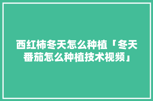 西红柿冬天怎么种植「冬天番茄怎么种植技术视频」 西红柿冬天怎么种植「冬天番茄怎么种植技术视频」 农业常识