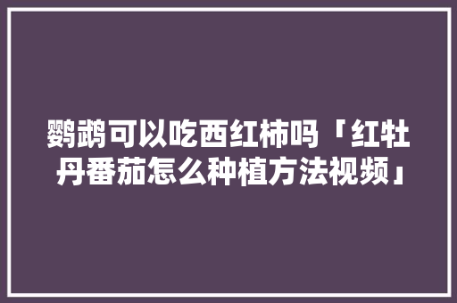 鹦鹉可以吃西红柿吗「红牡丹番茄怎么种植方法视频」
