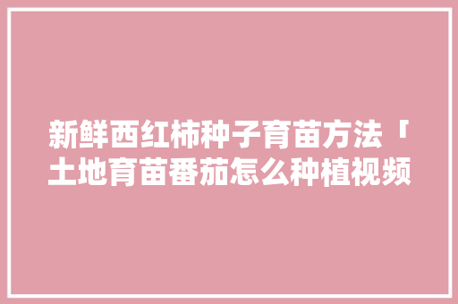 新鲜西红柿种子育苗方法「土地育苗番茄怎么种植视频」 新鲜西红柿种子育苗方法「土地育苗番茄怎么种植视频」 农业常识