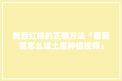 栽西红柿的正确方法「番茄苗怎么埋土里种植视频」 栽西红柿的正确方法「番茄苗怎么埋土里种植视频」 植物种类