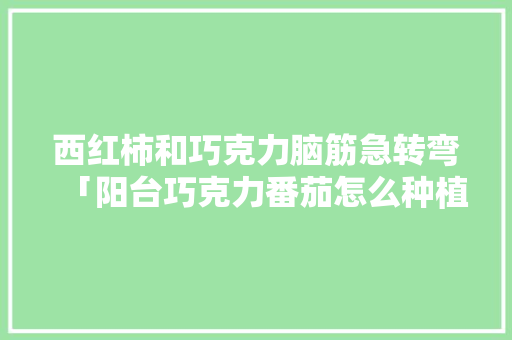 西红柿和巧克力脑筋急转弯「阳台巧克力番茄怎么种植的」