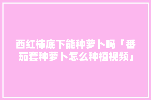 西红柿底下能种萝卜吗「番茄套种萝卜怎么种植视频」 西红柿底下能种萝卜吗「番茄套种萝卜怎么种植视频」 番茄种植技巧