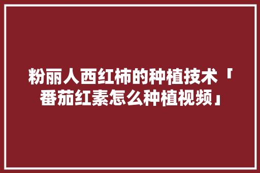 粉丽人西红柿的种植技术「番茄红素怎么种植视频」 粉丽人西红柿的种植技术「番茄红素怎么种植视频」 番茄种植技巧