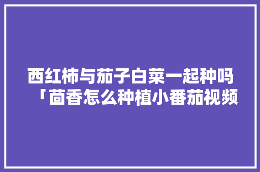 西红柿与茄子白菜一起种吗「茴香怎么种植小番茄视频」