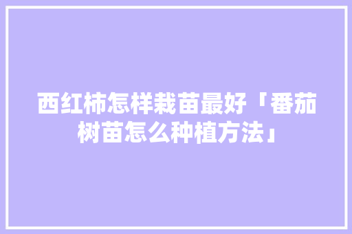 西红柿怎样栽苗最好「番茄树苗怎么种植方法」 西红柿怎样栽苗最好「番茄树苗怎么种植方法」 番茄病虫害防治