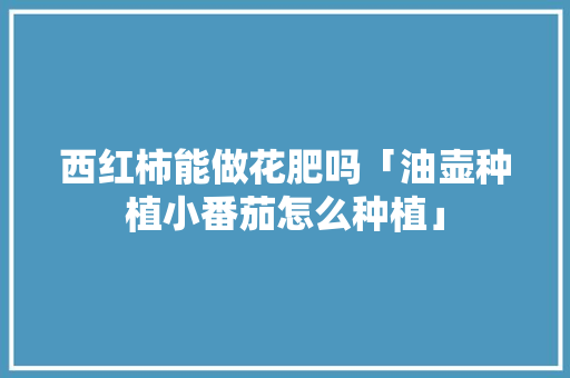 西红柿能做花肥吗「油壶种植小番茄怎么种植」