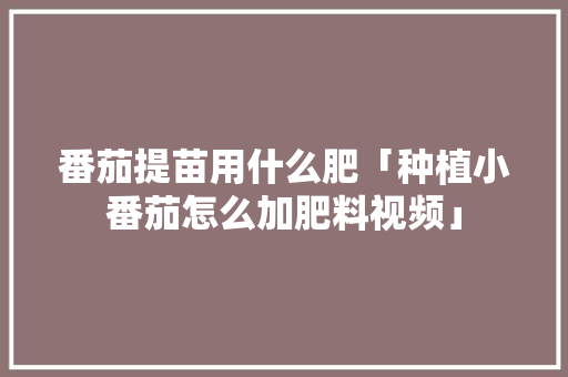 番茄提苗用什么肥「种植小番茄怎么加肥料视频」