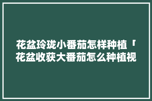 花盆玲珑小番茄怎样种植「花盆收获大番茄怎么种植视频」 花盆玲珑小番茄怎样种植「花盆收获大番茄怎么种植视频」 花朵知识