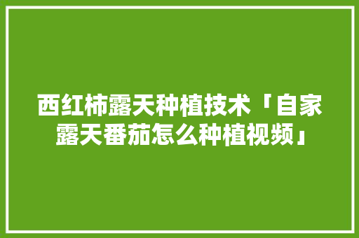 西红柿露天种植技术「自家露天番茄怎么种植视频」