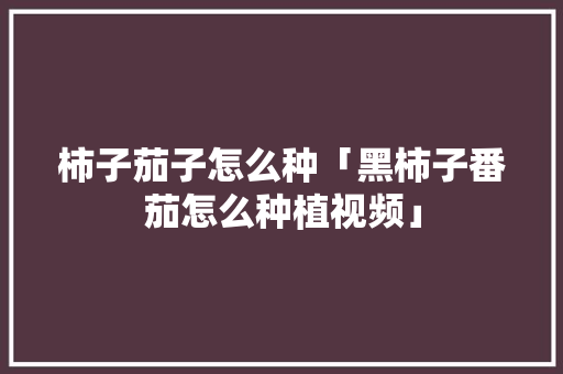 柿子茄子怎么种「黑柿子番茄怎么种植视频」 柿子茄子怎么种「黑柿子番茄怎么种植视频」 农业常识