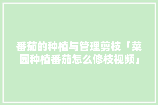 番茄的种植与管理剪枝「菜园种植番茄怎么修枝视频」