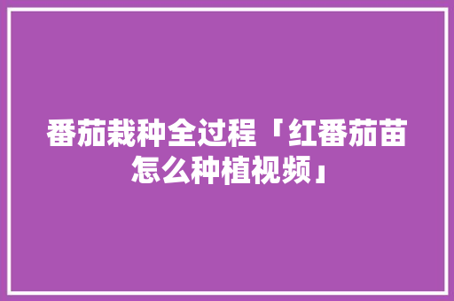 番茄栽种全过程「红番茄苗怎么种植视频」 种植技巧 番茄栽种全过程「红番茄苗怎么种植视频」 番茄栽种全过程「红番茄苗怎么种植视频」 种植技巧