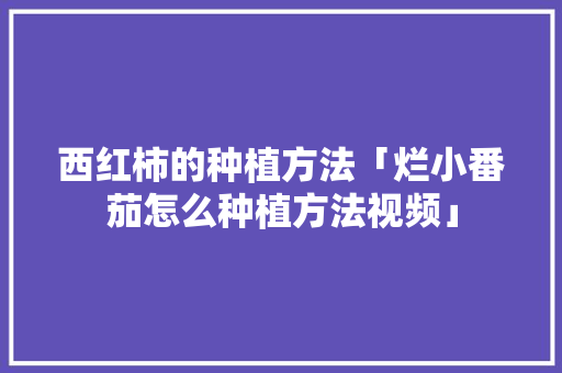 西红柿的种植方法「烂小番茄怎么种植方法视频」