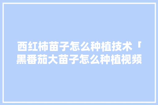 西红柿苗子怎么种植技术「黑番茄大苗子怎么种植视频」 西红柿苗子怎么种植技术「黑番茄大苗子怎么种植视频」 番茄种植技巧
