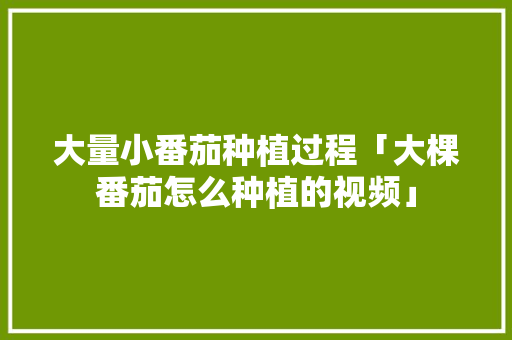 大量小番茄种植过程「大棵番茄怎么种植的视频」 大量小番茄种植过程「大棵番茄怎么种植的视频」 农业常识