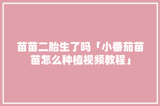 苗苗二胎生了吗「小番茄苗苗怎么种植视频教程」 苗苗二胎生了吗「小番茄苗苗怎么种植视频教程」 农业常识