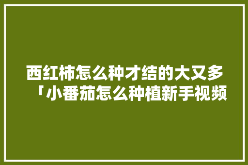 西红柿怎么种才结的大又多「小番茄怎么种植新手视频教程」 西红柿怎么种才结的大又多「小番茄怎么种植新手视频教程」 土壤施肥