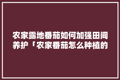 农家露地番茄如何加强田间养护「农家番茄怎么种植的好呢视频」 农家露地番茄如何加强田间养护「农家番茄怎么种植的好呢视频」 土壤施肥