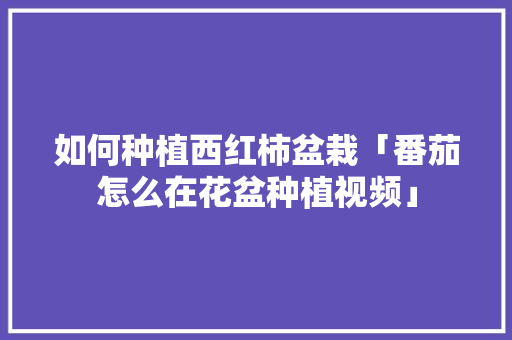 如何种植西红柿盆栽「番茄怎么在花盆种植视频」 如何种植西红柿盆栽「番茄怎么在花盆种植视频」 花朵知识