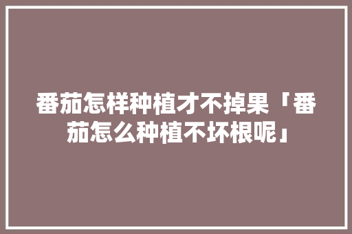 番茄怎样种植才不掉果「番茄怎么种植不坏根呢」 番茄怎样种植才不掉果「番茄怎么种植不坏根呢」 番茄种植技巧