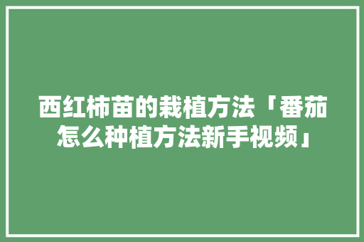 西红柿苗的栽植方法「番茄怎么种植方法新手视频」