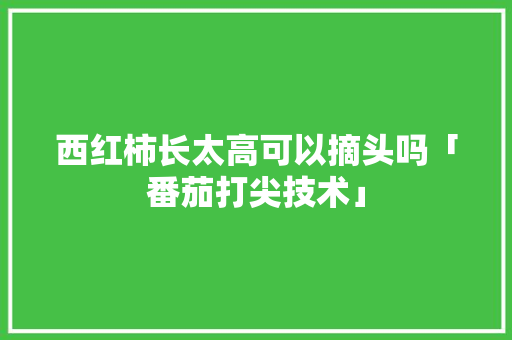 西红柿长太高可以摘头吗「番茄打尖技术」 西红柿长太高可以摘头吗「番茄打尖技术」 番茄种植技巧