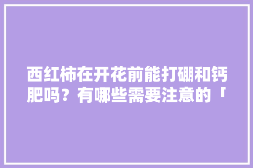 西红柿在开花前能打硼和钙肥吗？有哪些需要注意的「种植番茄缺钙怎么补充」