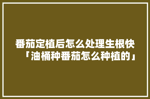 番茄定植后怎么处理生根快「油桶种番茄怎么种植的」 番茄定植后怎么处理生根快「油桶种番茄怎么种植的」 种植技巧