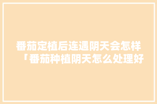番茄定植后连遇阴天会怎样「番茄种植阴天怎么处理好」 番茄定植后连遇阴天会怎样「番茄种植阴天怎么处理好」 花朵知识