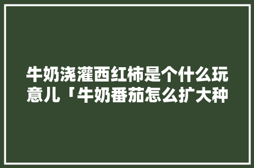 牛奶浇灌西红柿是个什么玩意儿「牛奶番茄怎么扩大种植面积」