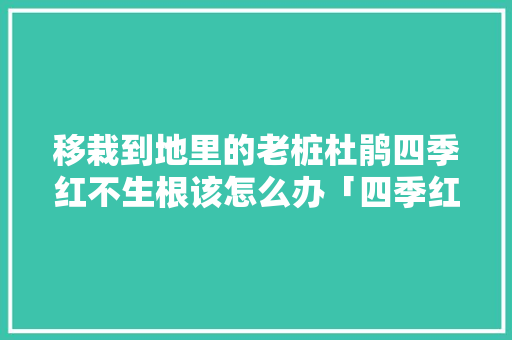 移栽到地里的老桩杜鹃四季红不生根该怎么办「四季红蔬菜种植技巧和方法」 土壤施肥 移栽到地里的老桩杜鹃四季红不生根该怎么办「四季红蔬菜种植技巧和方法」 移栽到地里的老桩杜鹃四季红不生根该怎么办「四季红蔬菜种植技巧和方法」 土壤施肥