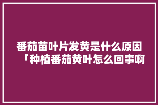 番茄苗叶片发黄是什么原因「种植番茄黄叶怎么回事啊」