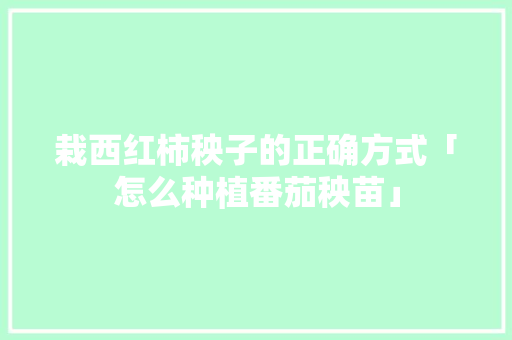 栽西红柿秧子的正确方式「怎么种植番茄秧苗」 栽西红柿秧子的正确方式「怎么种植番茄秧苗」 花朵知识