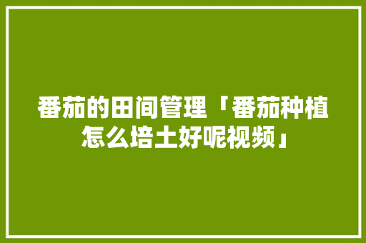 番茄的田间管理「番茄种植怎么培土好呢视频」 番茄的田间管理「番茄种植怎么培土好呢视频」 土壤施肥