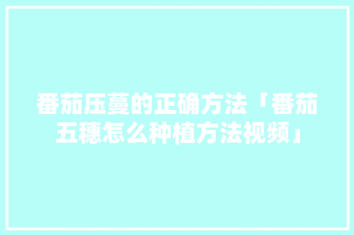 番茄压蔓的正确方法「番茄五穗怎么种植方法视频」 番茄压蔓的正确方法「番茄五穗怎么种植方法视频」 花朵知识