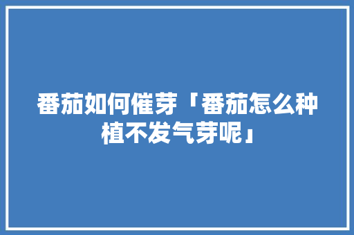 番茄如何催芽「番茄怎么种植不发气芽呢」 番茄如何催芽「番茄怎么种植不发气芽呢」 农业常识