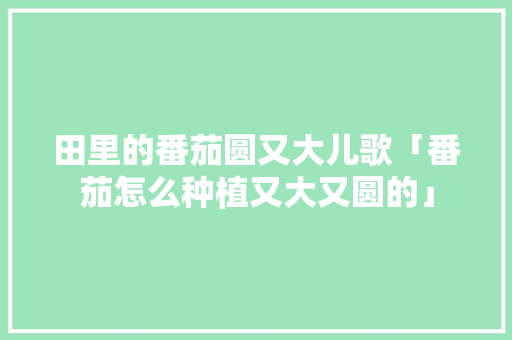 田里的番茄圆又大儿歌「番茄怎么种植又大又圆的」 田里的番茄圆又大儿歌「番茄怎么种植又大又圆的」 番茄种植技巧