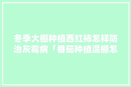 冬季大棚种植西红柿怎样防治灰霉病「番茄种植温棚怎么搭建的视频」